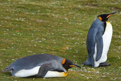 Kommunikationsseminar der Networx Academy, Pinguin an Land unbeholfen