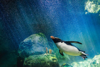 Kommunikationsseminar der Networx Academy, Pinguin unter Wasser in seinem Element