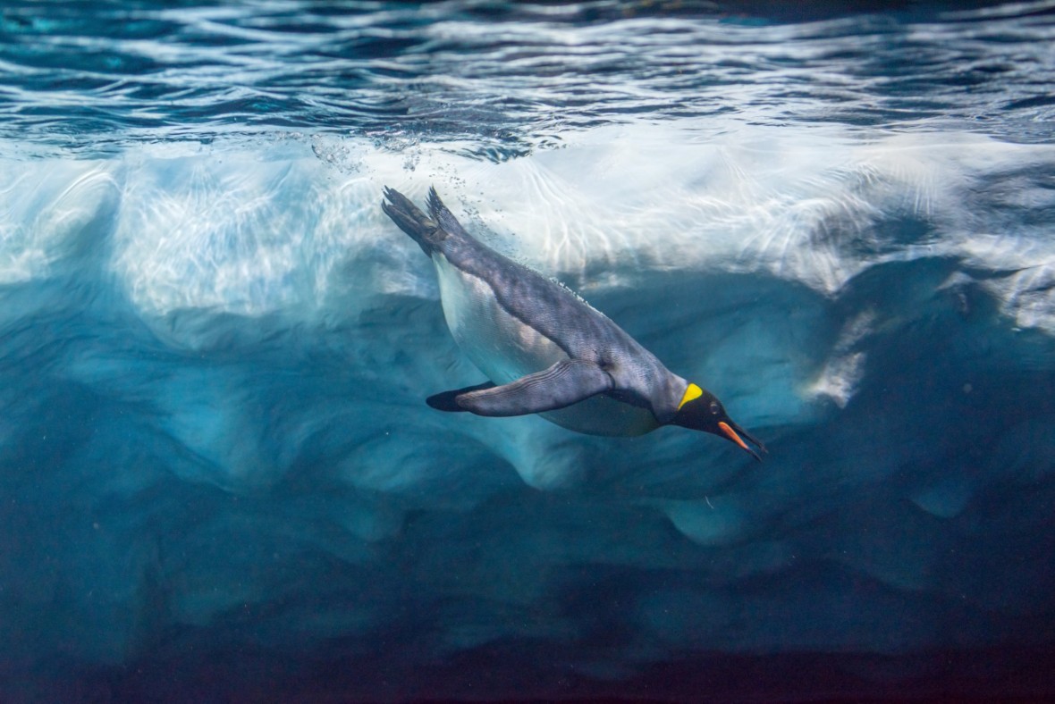 Pinguin Shutterstock